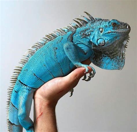 Find a variety of iguanas for sale, including red, green and blue iguanas, at Underground Reptiles. Live arrival guaranteed and prices start from $39.99.